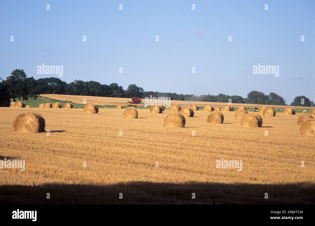 Harvesting hay bales on hi-res stock photography and images - Alamy
