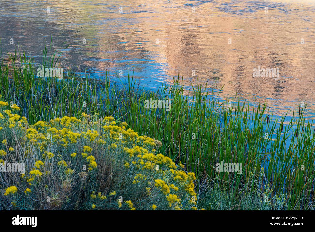 FLOWERS AND CATTAILS ALONG THE CHAMA RIVER, ABIQUIU, NM, USA Stock Photo