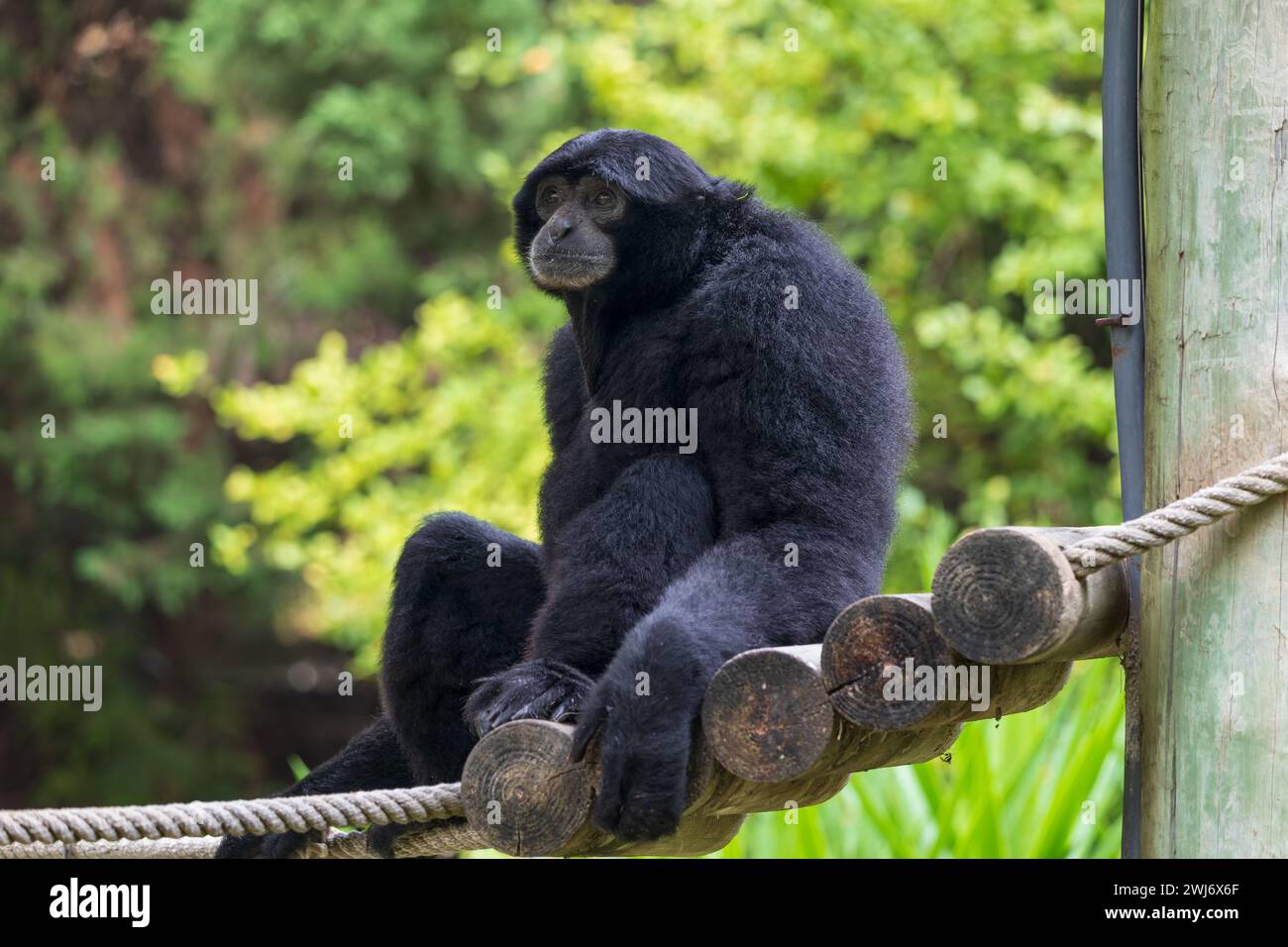 The siamang (Symphalangus syndactylus), black-furred gibbon, endangered arboreal primate in the family Hylobatidae, native to the forests of Indonesia Stock Photo