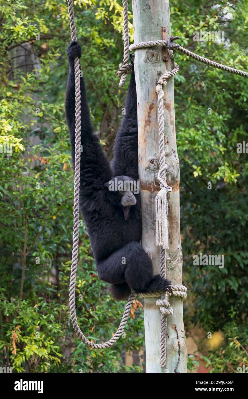 The siamang (Symphalangus syndactylus), black-furred gibbon, endangered arboreal primate in the family Hylobatidae, native to the forests of Indonesia Stock Photo