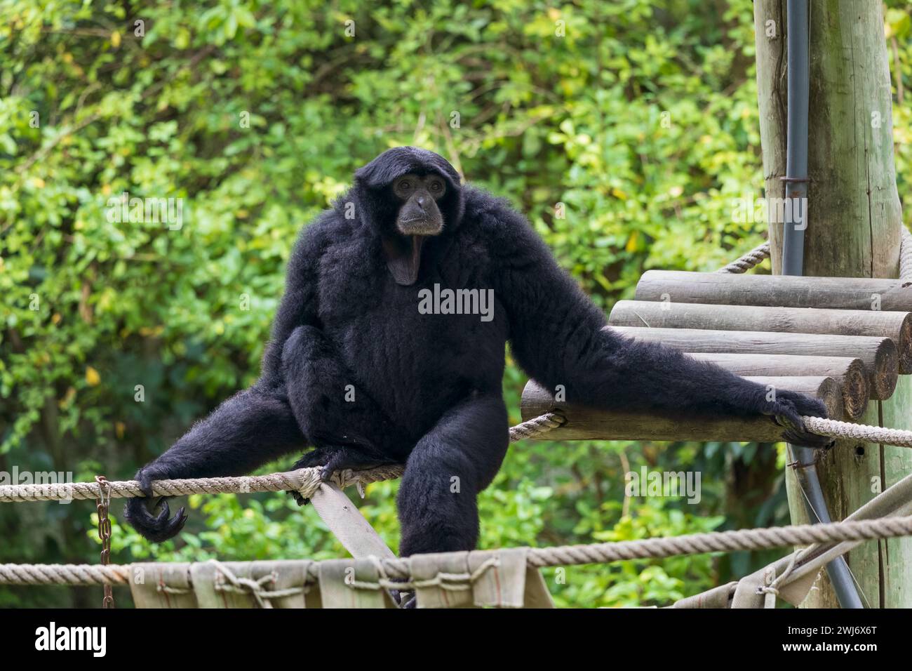 The siamang (Symphalangus syndactylus), black-furred gibbon, endangered arboreal primate in the family Hylobatidae, native to the forests of Indonesia Stock Photo