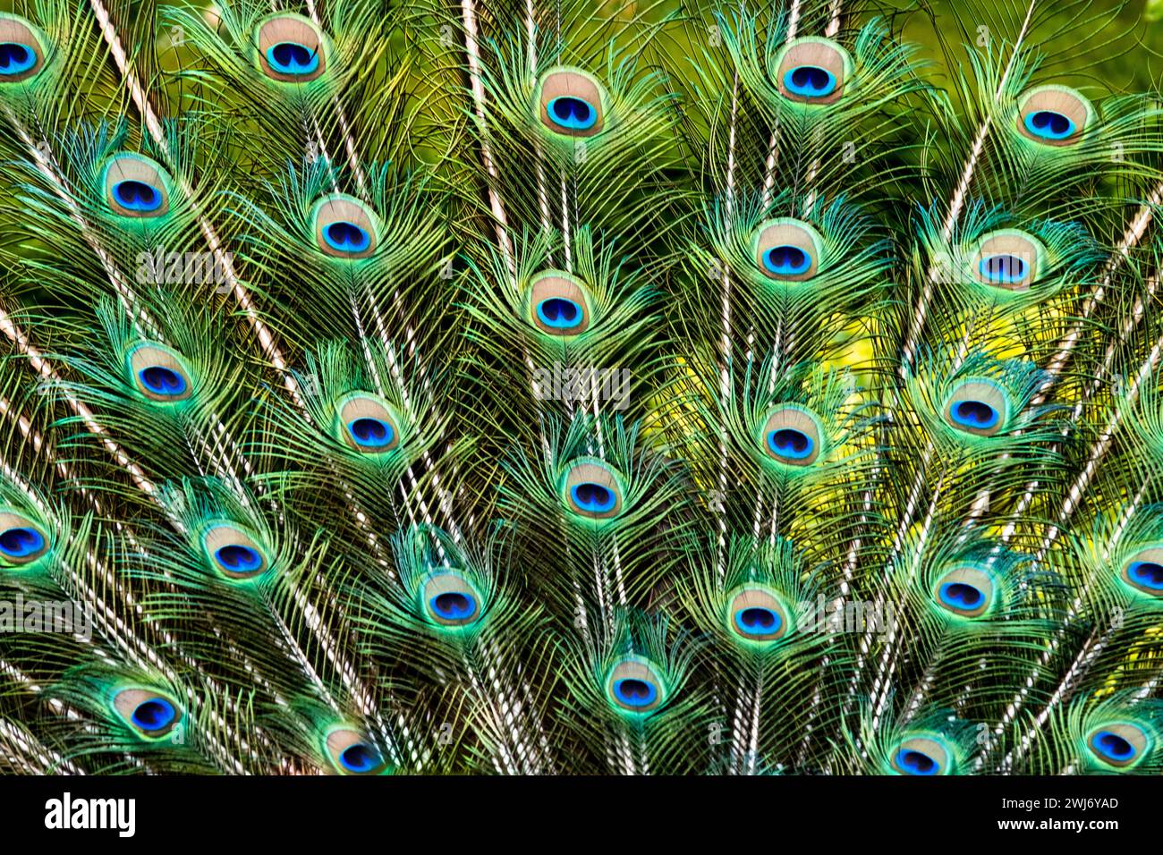 Peacock feathers eyes Stock Photo - Alamy