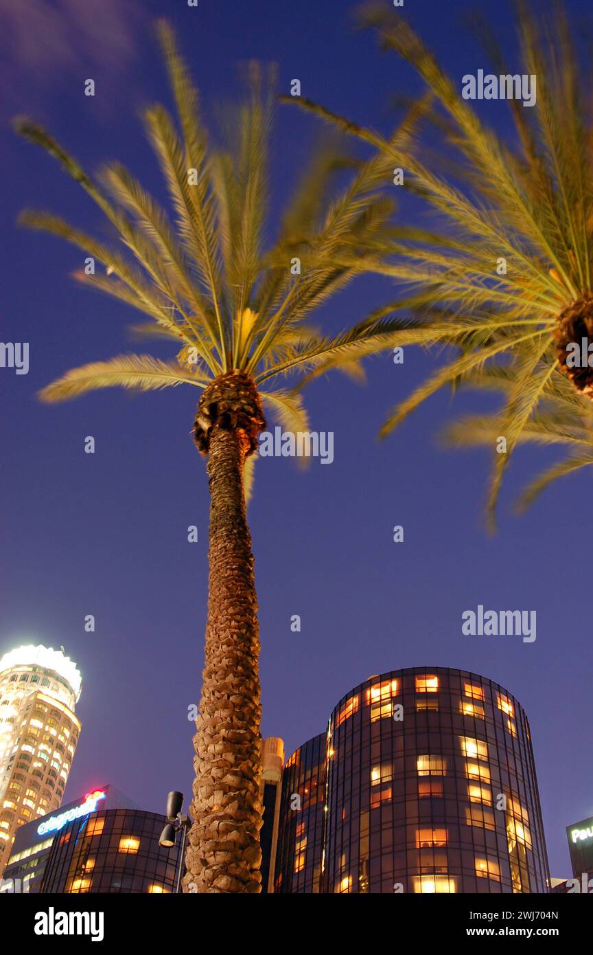 Palm trees modern buildings hi-res stock photography and images - Alamy