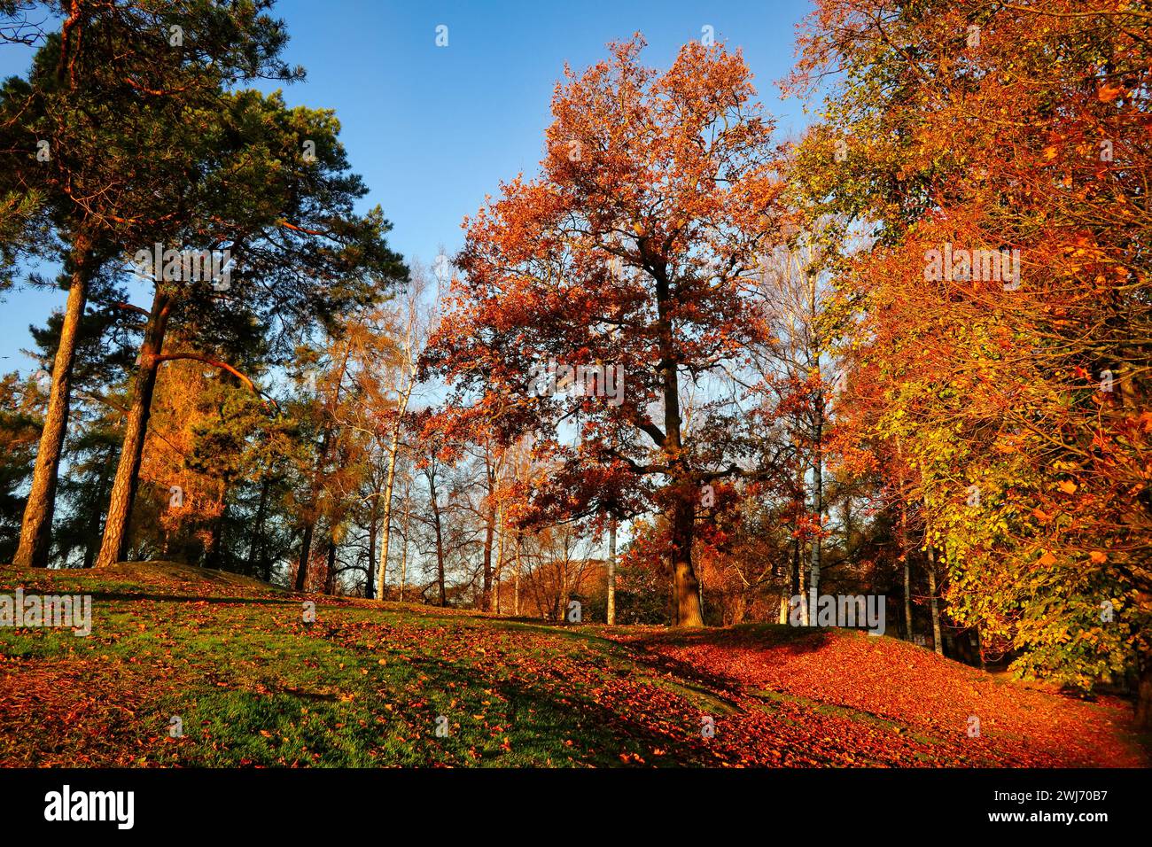Trees in the park are glowing in rich colours of autumn, fallen leaves on the ground on a beautiful morning of mid-October. Finland. 2021. Stock Photo