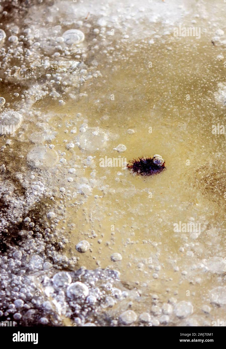 Under the ice Stock Photo