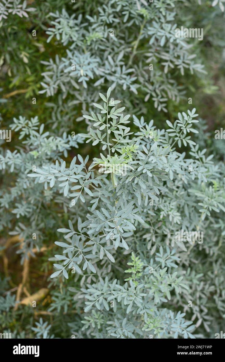close-up of common rue plant in the garden, aka ruta or herb of grace or garden rue, ruta graveolens, aromatic foliage of medicinal use traditional Stock Photo