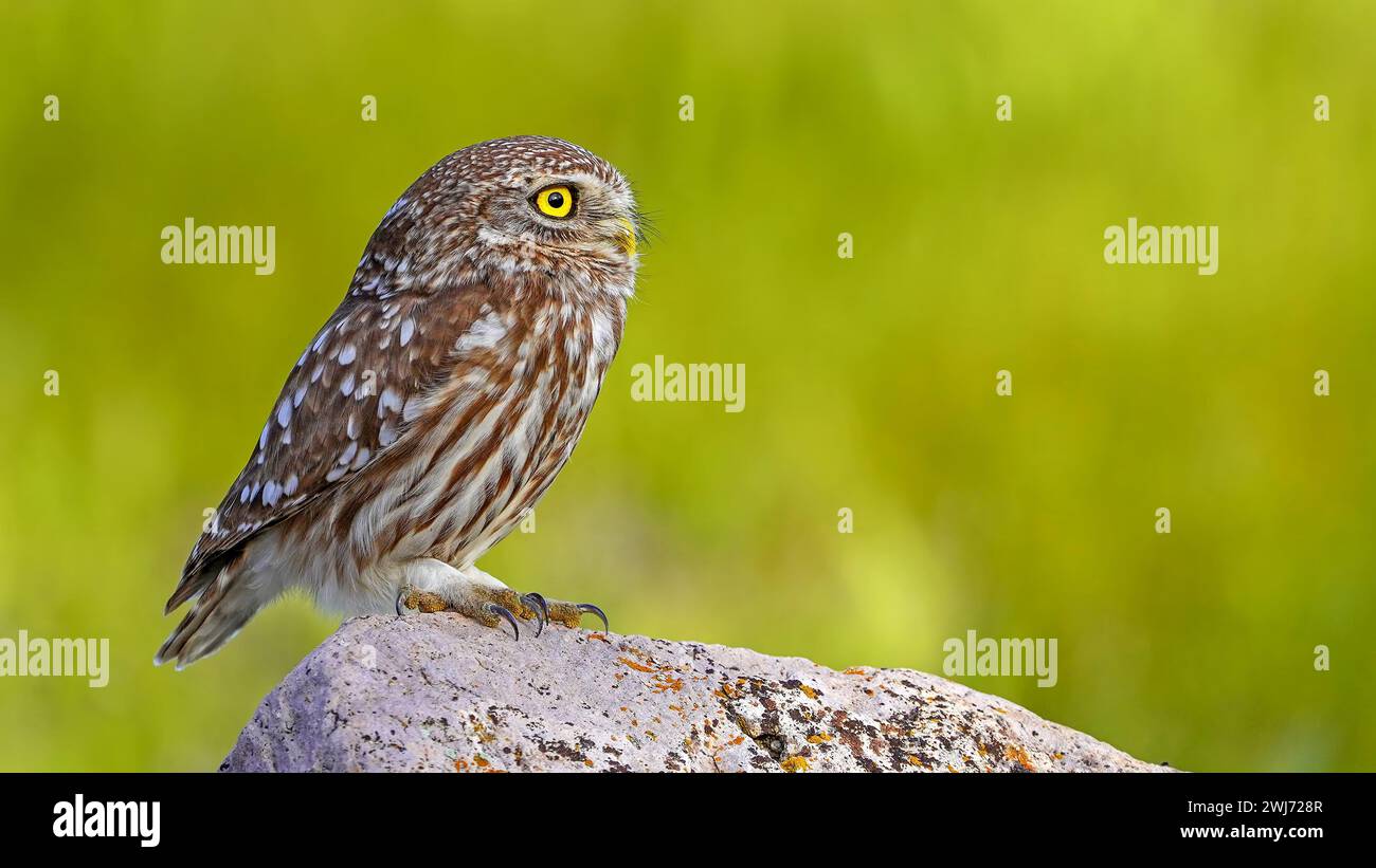 Little Owl perching on a rock Stock Photo