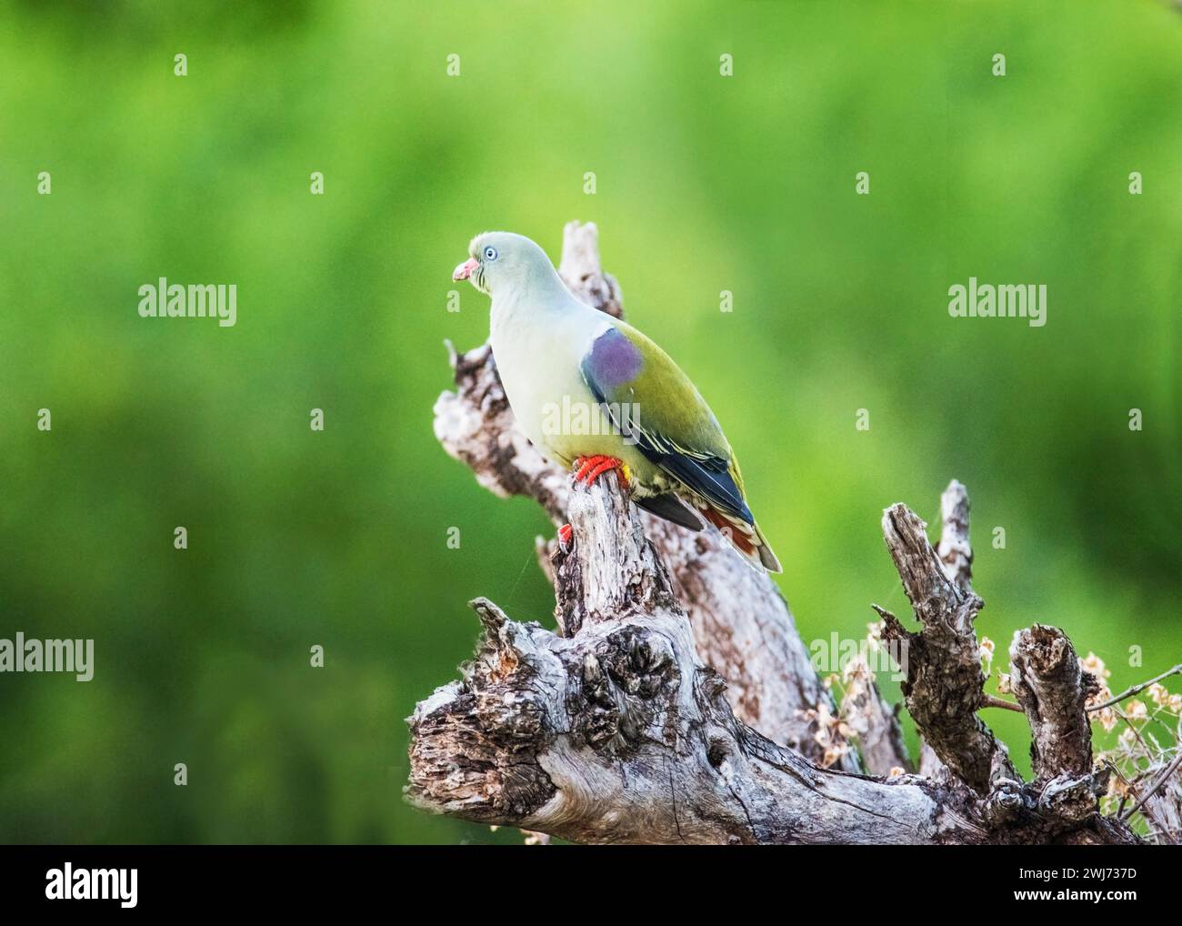 African Green Pigeon Kruger National Park Stock Photo