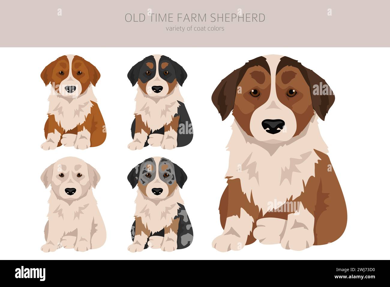 Old time farm shepherd puppy clipart. Different coat colors set. Vector