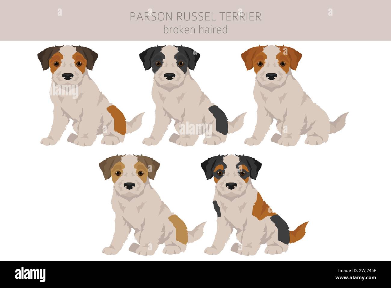 Parson Russel terrier broken haired puppy clipart. Different poses