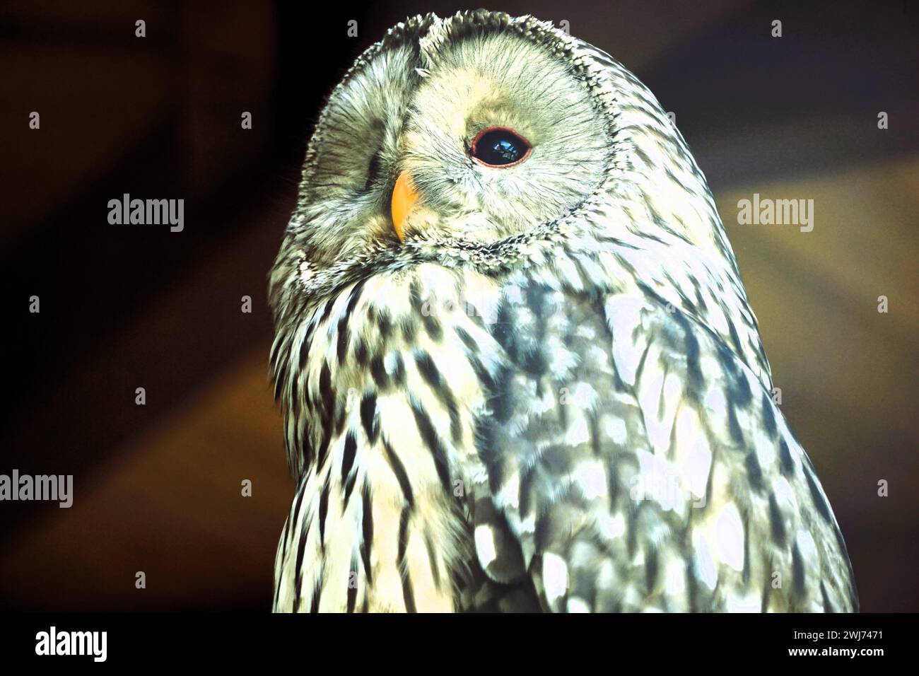 Close-up portrait of an owl with a tilted head Stock Photo