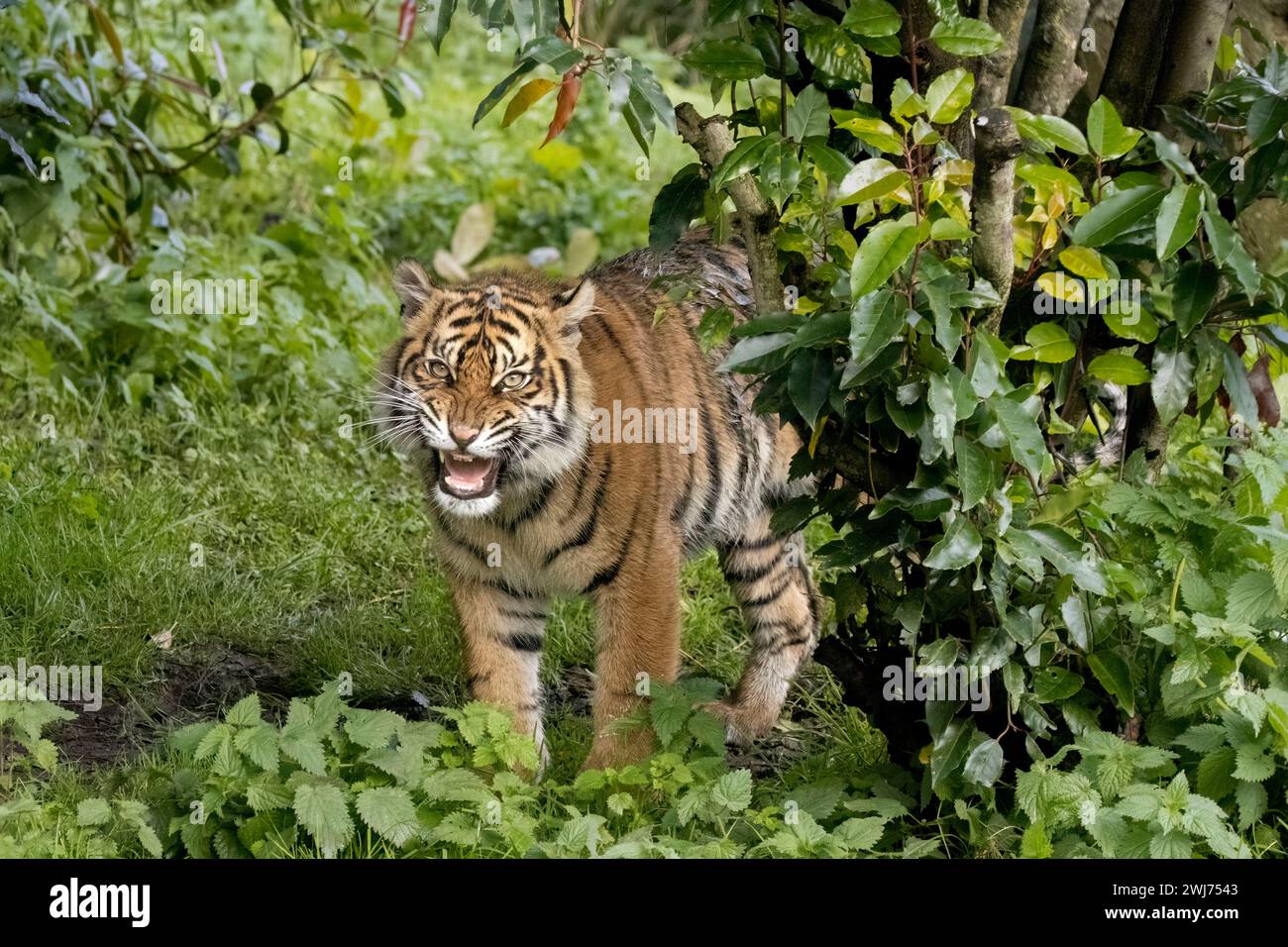 Sumatran tiger cub growling Stock Photo