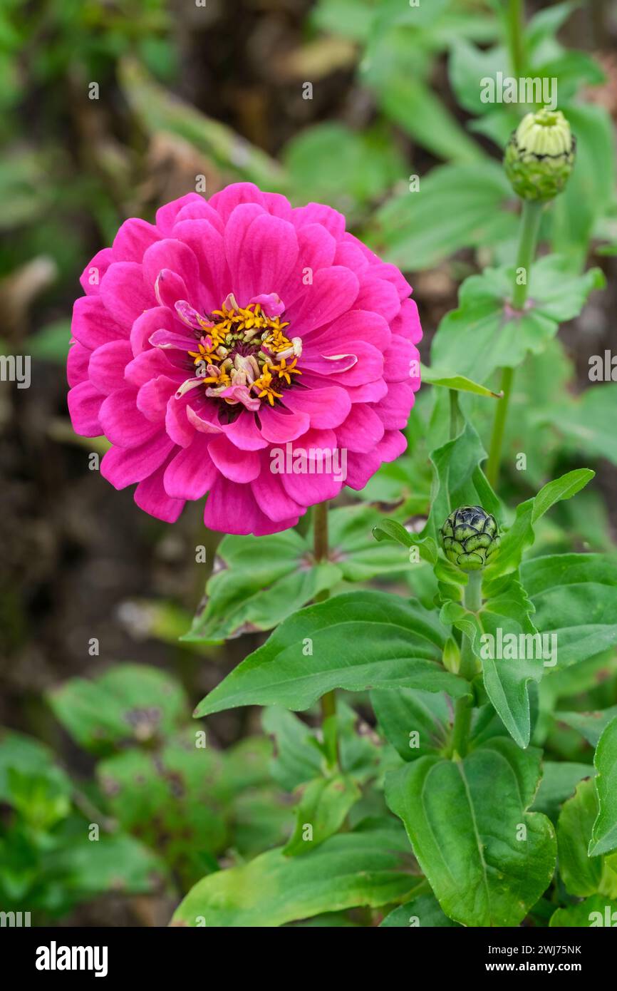 Zinnia elegans Giant Purple Prince, double magenta flowers, lime green centres Stock Photo