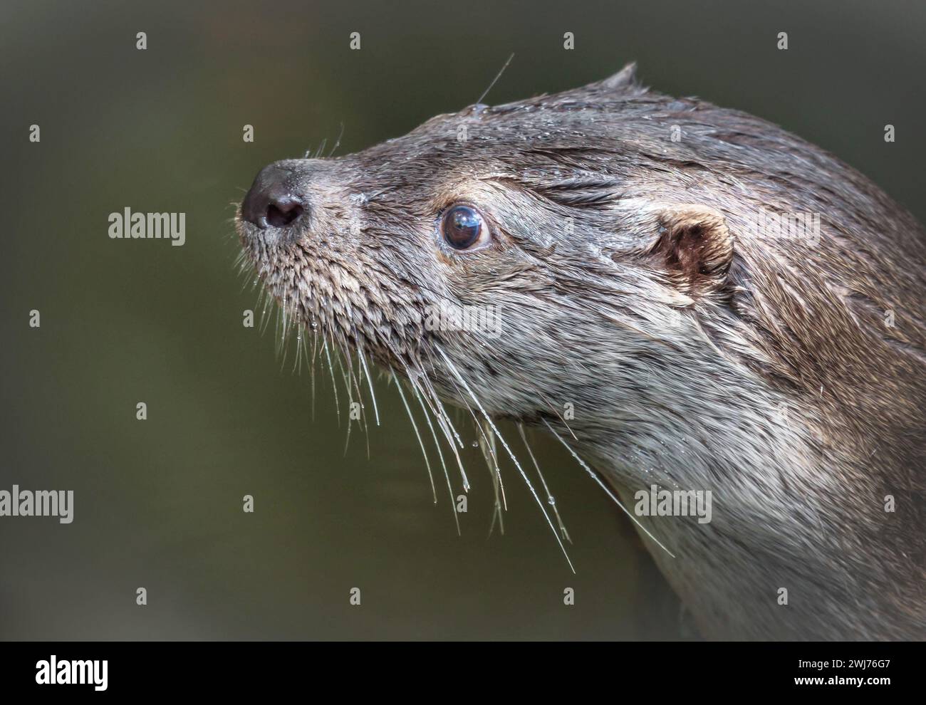 Otter Portrait in profile and close up with blurred background and fine fur detail Stock Photo