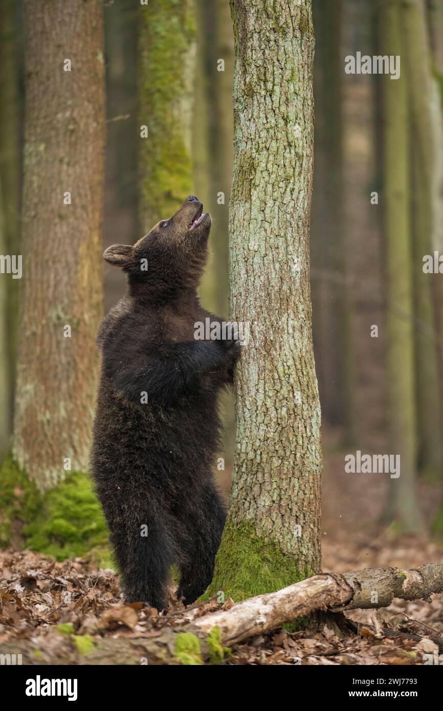 European Brown Bear (Ursus arctos ) in funny situation stands in front of a tree, stands on its hind paws, looking up a tree. Stock Photo
