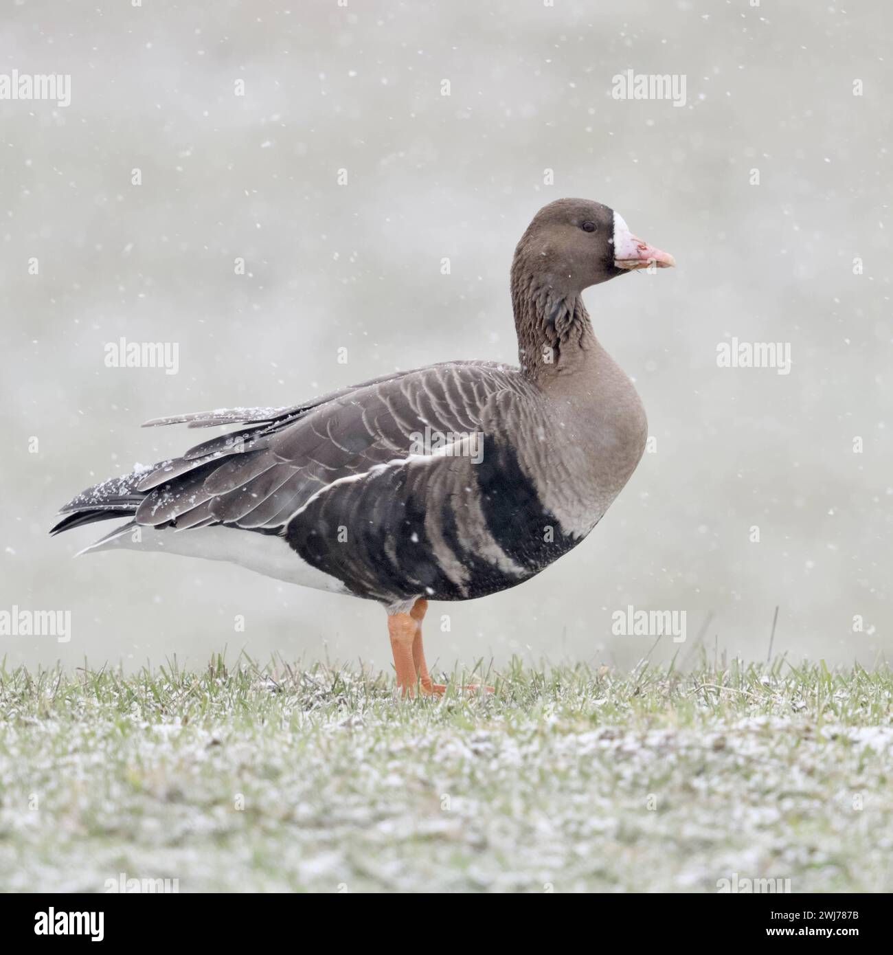 Blessgans  Anser albifrons  im Winter, bei starkem Schneefall am Niederrhein, nordischer Wintergast, steht frei auf schneebedeckter Wiese, heimische Tierwelt, wildlife, Europa. *** Greater White-fronted Goose  Anser albifrons , nordic winter guest, standing on snow covered meadow, in heavy snowfall, wildlife, Europe. Nordrhein-Westfalen Deutschland, Westeuropa Stock Photo