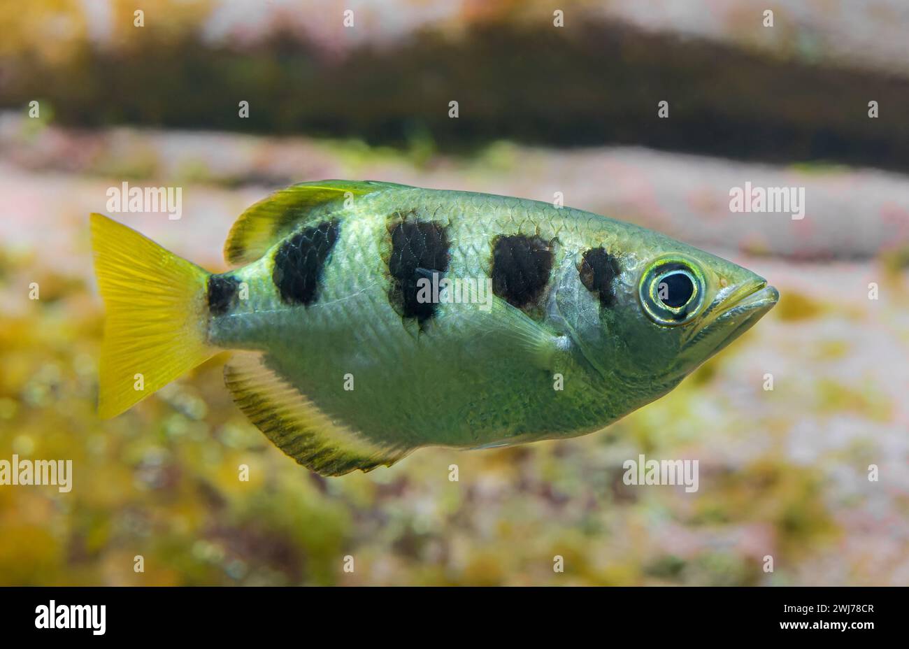 Side Close-up view of a Banded Archerfish (Toxotes jaculatrix) Stock Photo