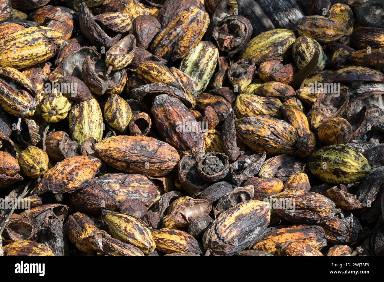 GHANA, Eastern region, Nkawkaw, cocoa farm , harvest and processing, empty cocoa pods / GHANA, Kakao Anbau, Ernte und Verarbeitung, leere Kakao Hülsen Stock Photo