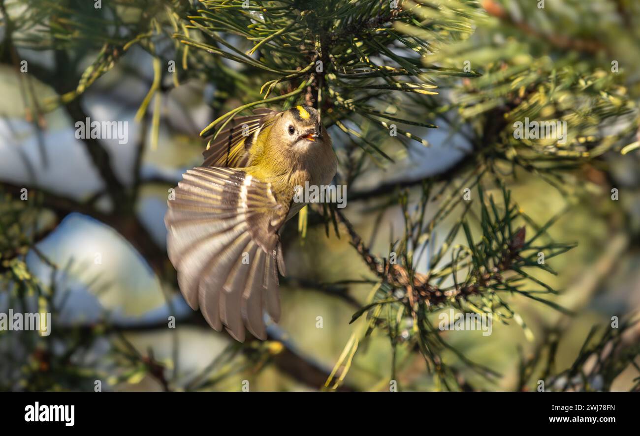 Yellow headed kinglet hi-res stock photography and images - Alamy