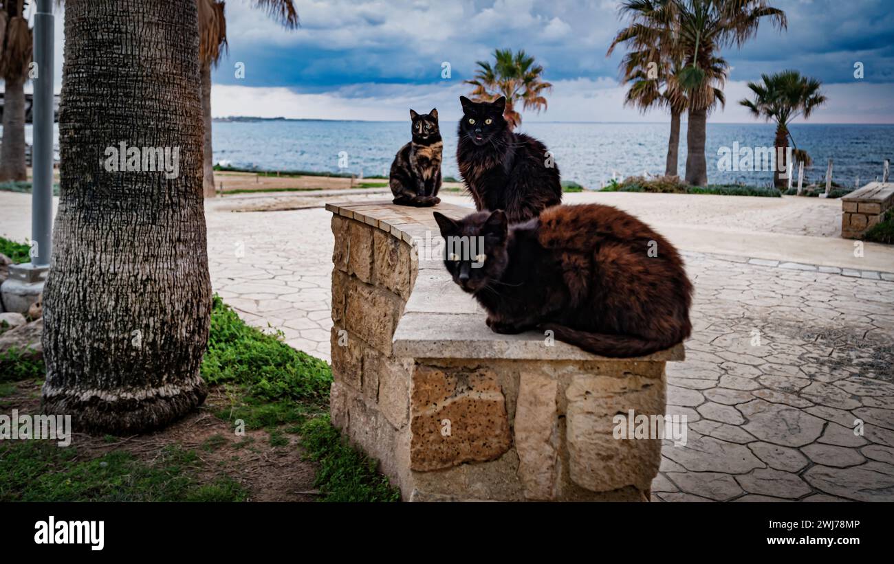 Two feline companions perch atop a coastal rock wall, gazing upon the vast ocean Stock Photo