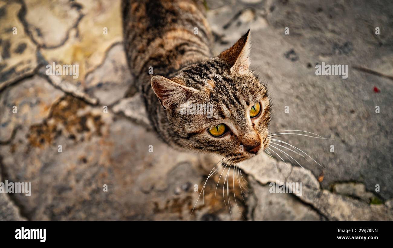 Brown cat with vibrant yellow eyes strolling along a charming cobblestone pathway Stock Photo
