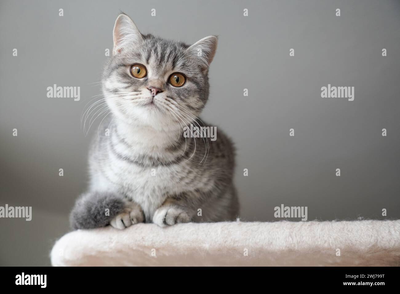Silver cat hi-res stock photography and images - Alamy