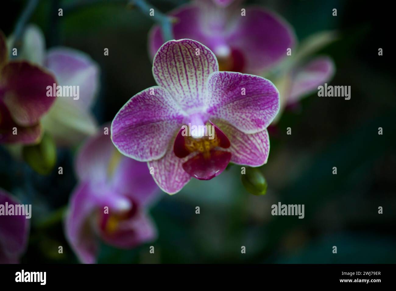 Beautiful arrangement of orchids hi-res stock photography and images ...
