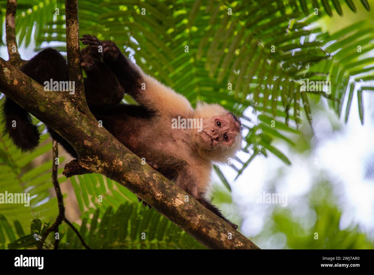 The Capuchin Monkey (Cebus capucinus) is a clever primate native to ...