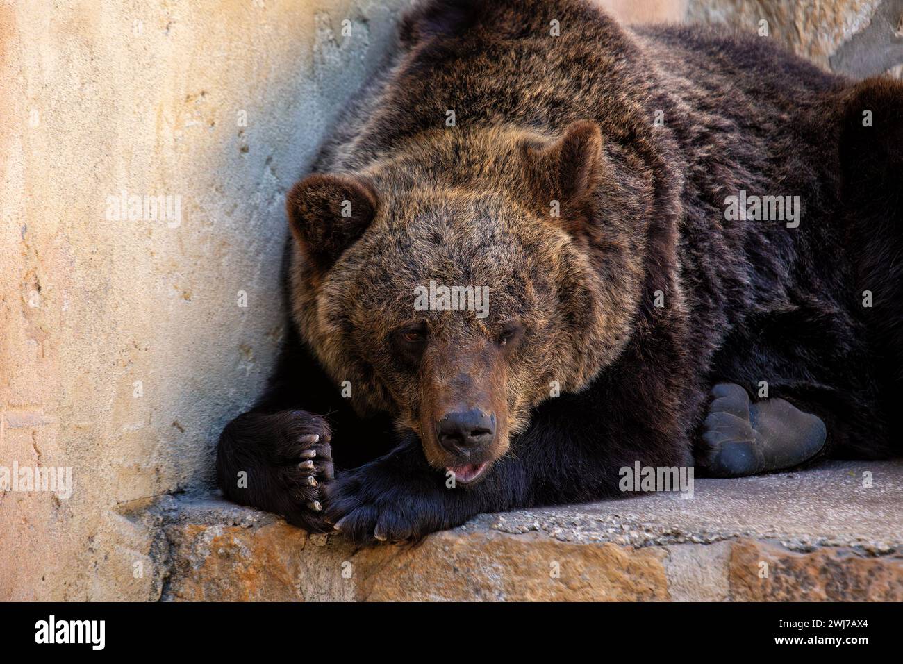 The Brown Bear (Ursus arctos) is a large carnivore found across Eurasia and North America, recognized for its immense size and powerful presence. Stock Photo