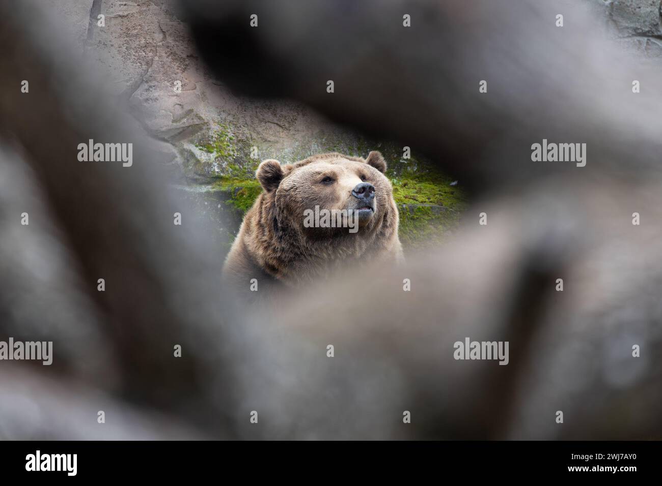 The Brown Bear (Ursus arctos) is a large carnivore found across Eurasia and North America, recognized for its immense size and powerful presence. Stock Photo