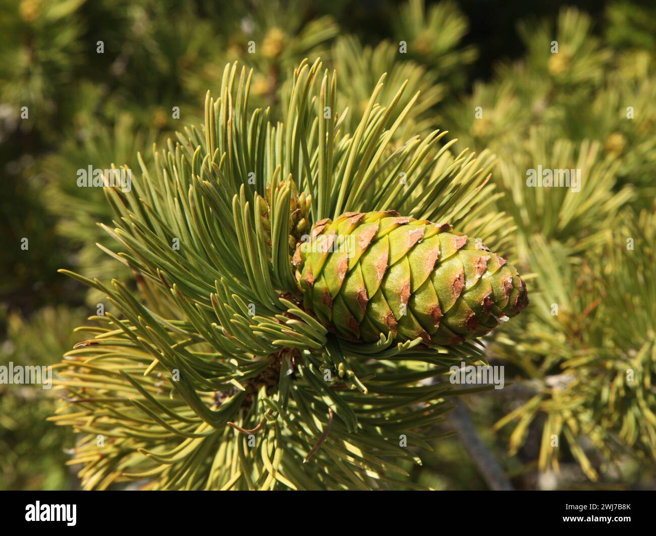 Closeup of one single green Limber Pine (Pinus flexilis) cone on a tree branch with needles in Beartooth Mountains, Montana Stock Photo