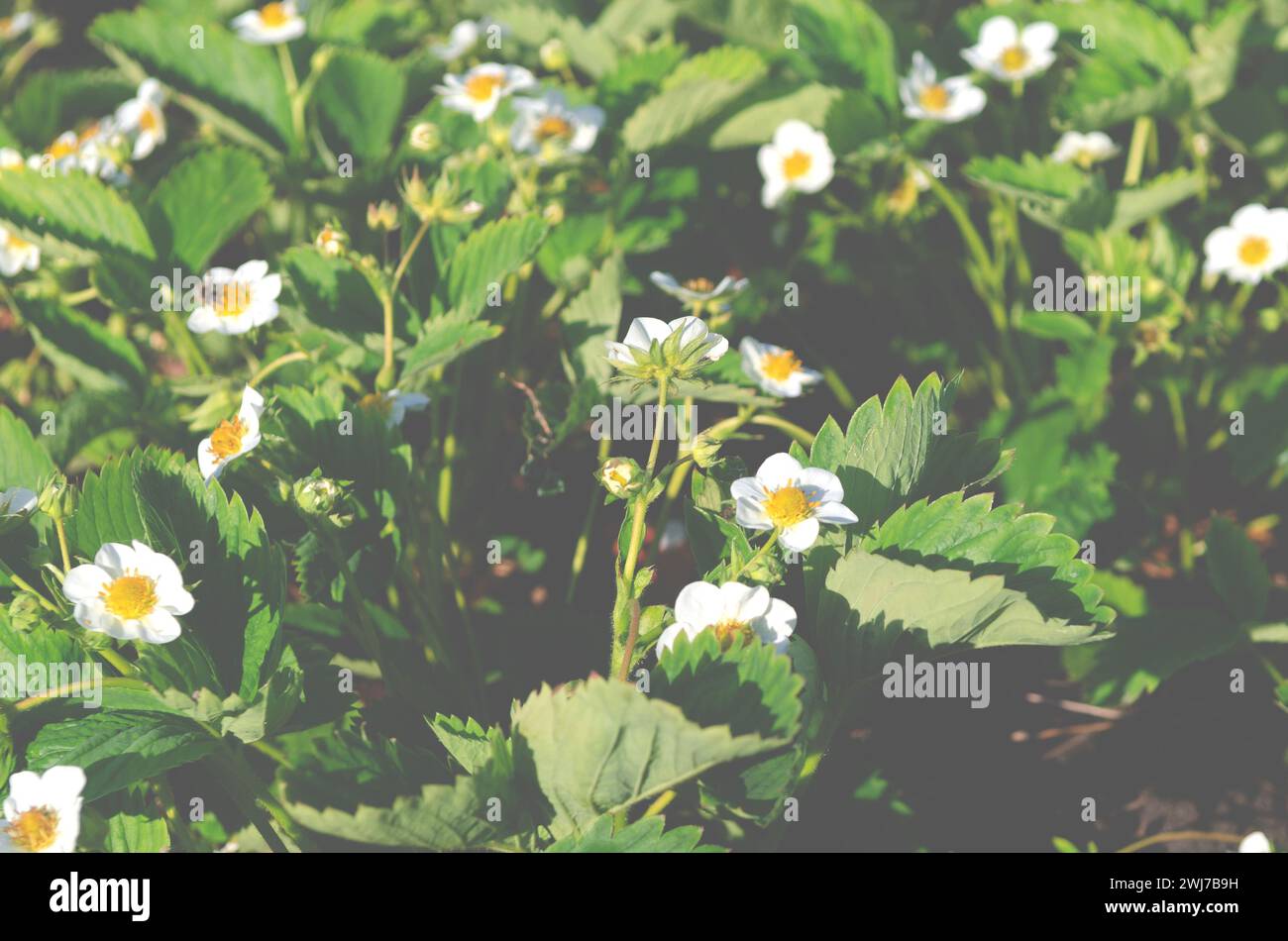 Blossoming of strawberry hi-res stock photography and images - Alamy