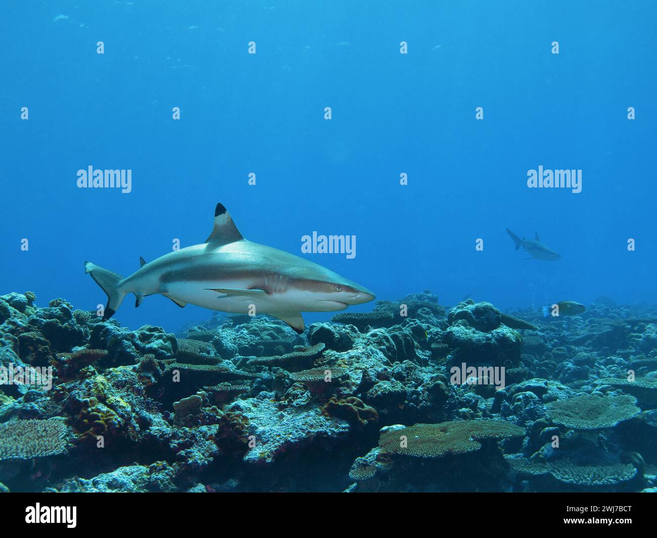 Blacktip reef shark is coming very close. Underwater photography in coral reef at Divespot Vertigo on Yap Island in Micronesia - Pacific Ocean. Stock Photo