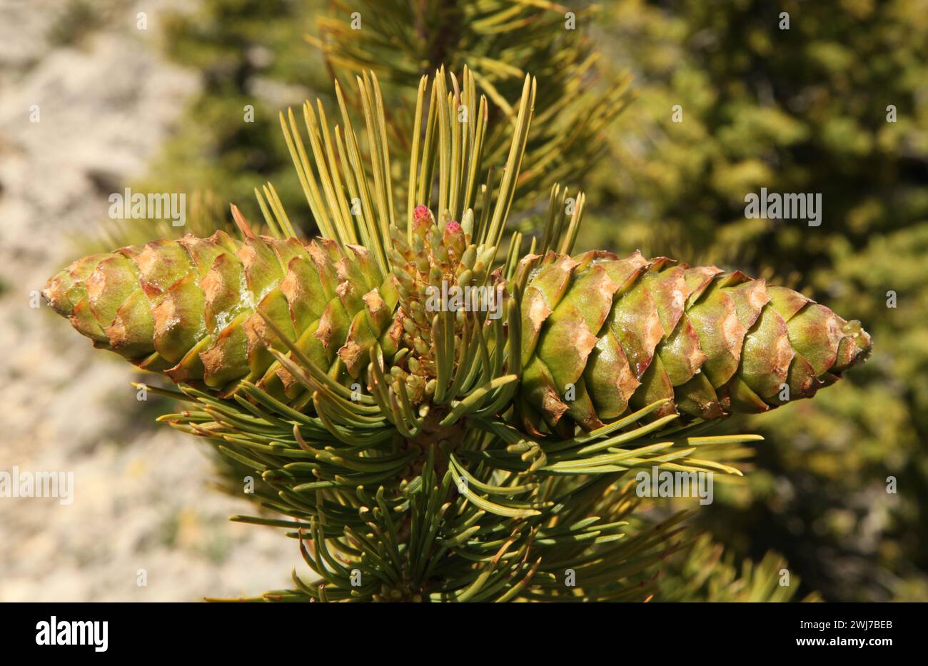 Closeup of two green Limber Pine (Pinus flexilis) cones on a tree with needles in Beartooth Mountains, Montana Stock Photo