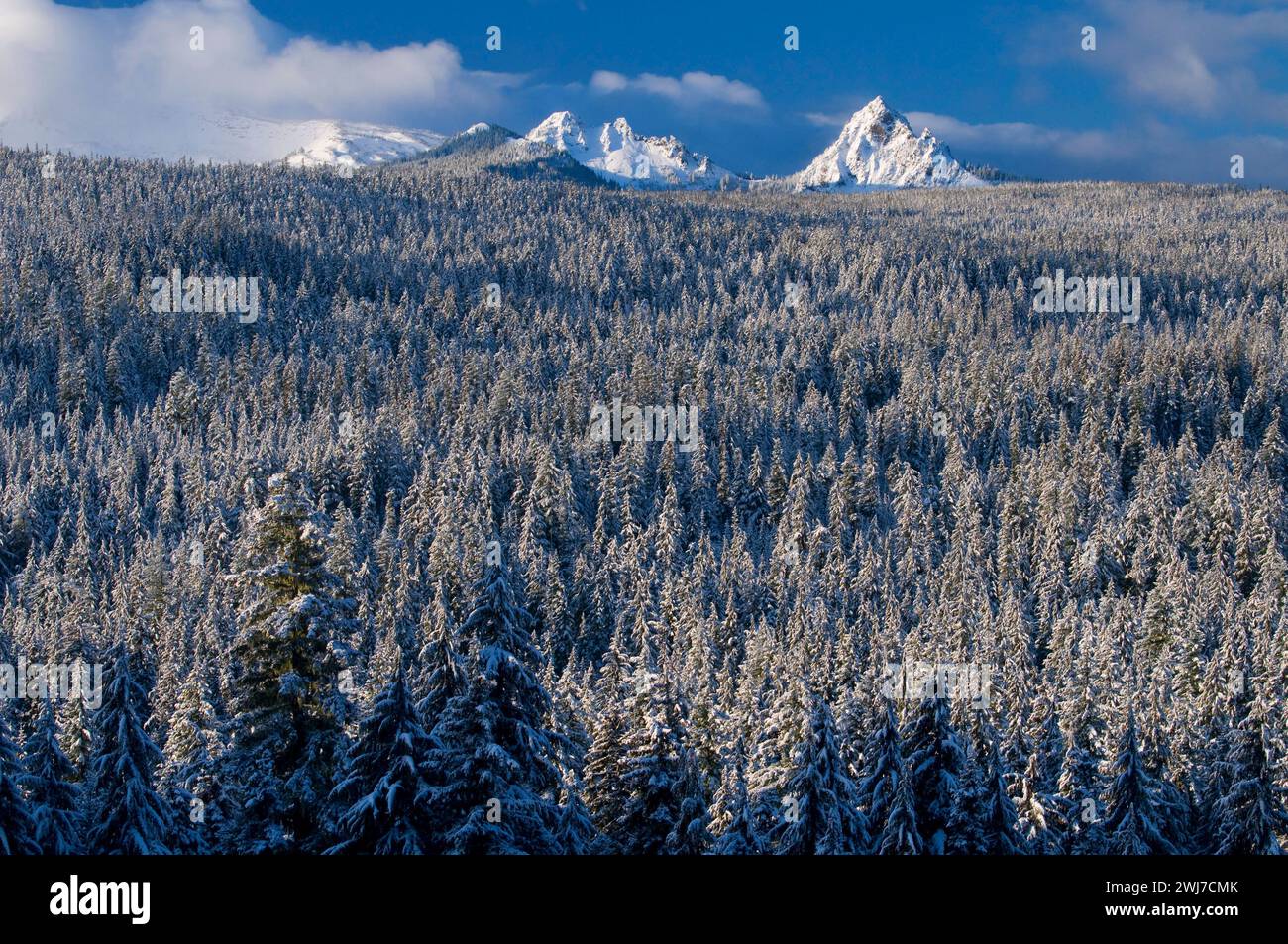 Mt Yoran from Oregon Highway 58, Willamette National Forest, Oregon Stock Photo Alamy