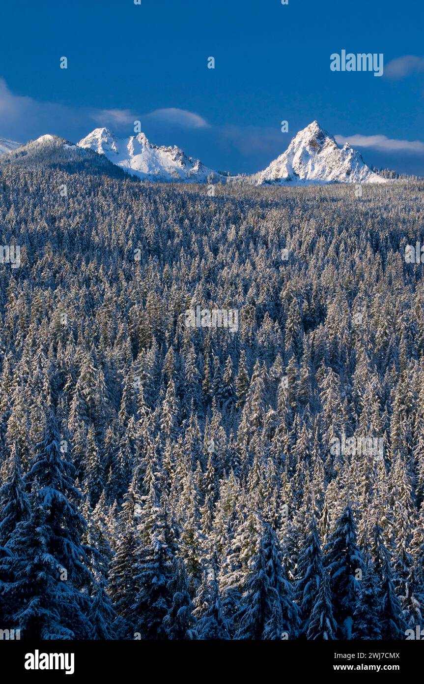 Mt Yoran from Oregon Highway 58, Willamette National Forest, Oregon Stock Photo Alamy