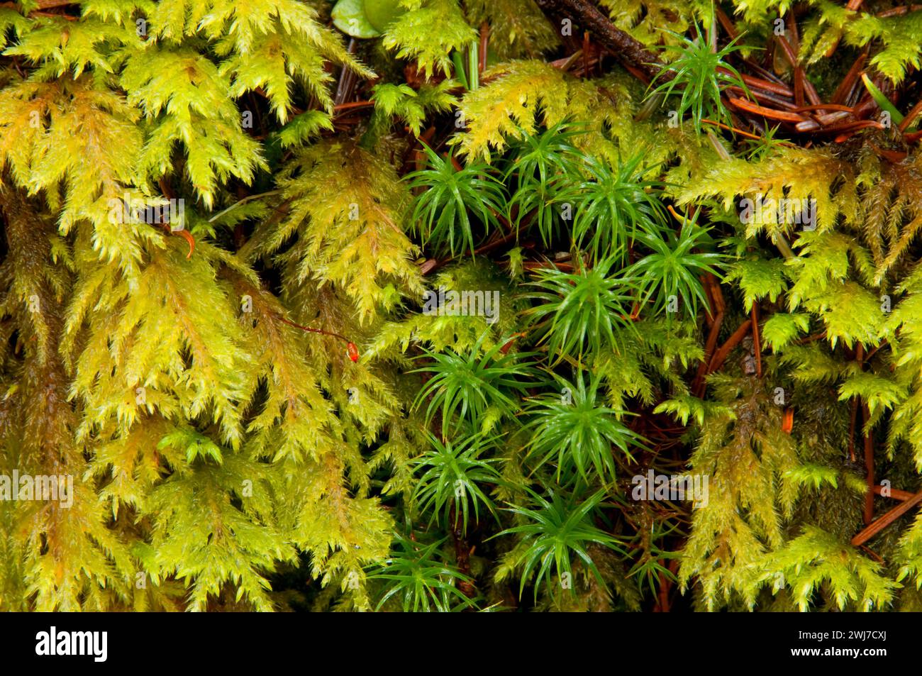 Club moss, Opal Creek Scenic Recreation Area, Willamette National Forest, Oregon Stock Photo