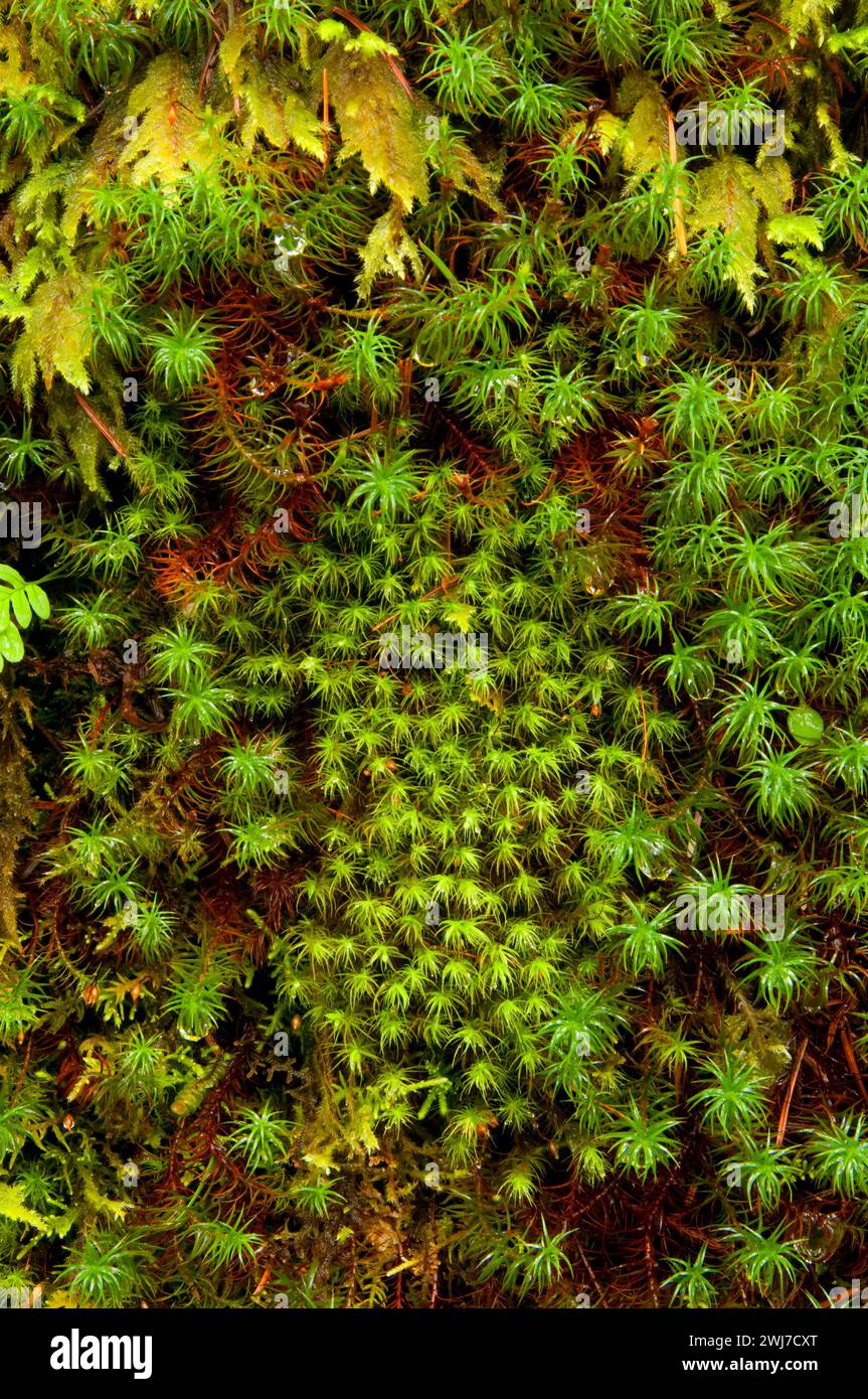 Club moss, Opal Creek Scenic Recreation Area, Willamette National Forest, Oregon Stock Photo