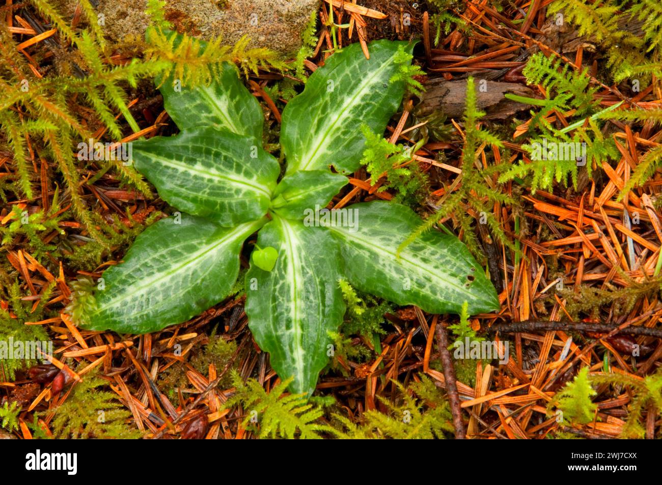 Orchid, Opal Creek Scenic Recreation Area, Willamette National Forest, Oregon Stock Photo