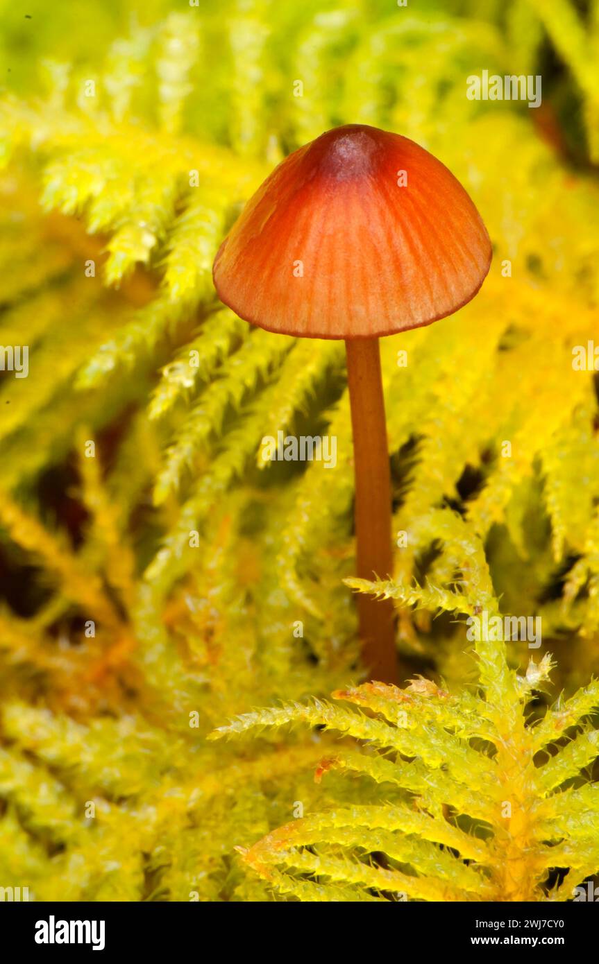 Mushroom in moss, Opal Creek Scenic Recreation Area, Willamette National Forest, Oregon Stock Photo