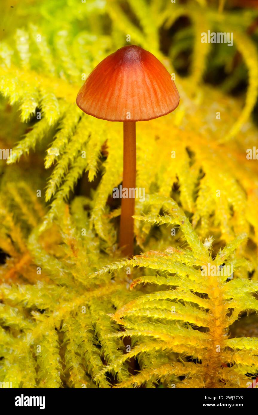 Mushroom in moss, Opal Creek Scenic Recreation Area, Willamette National Forest, Oregon Stock Photo
