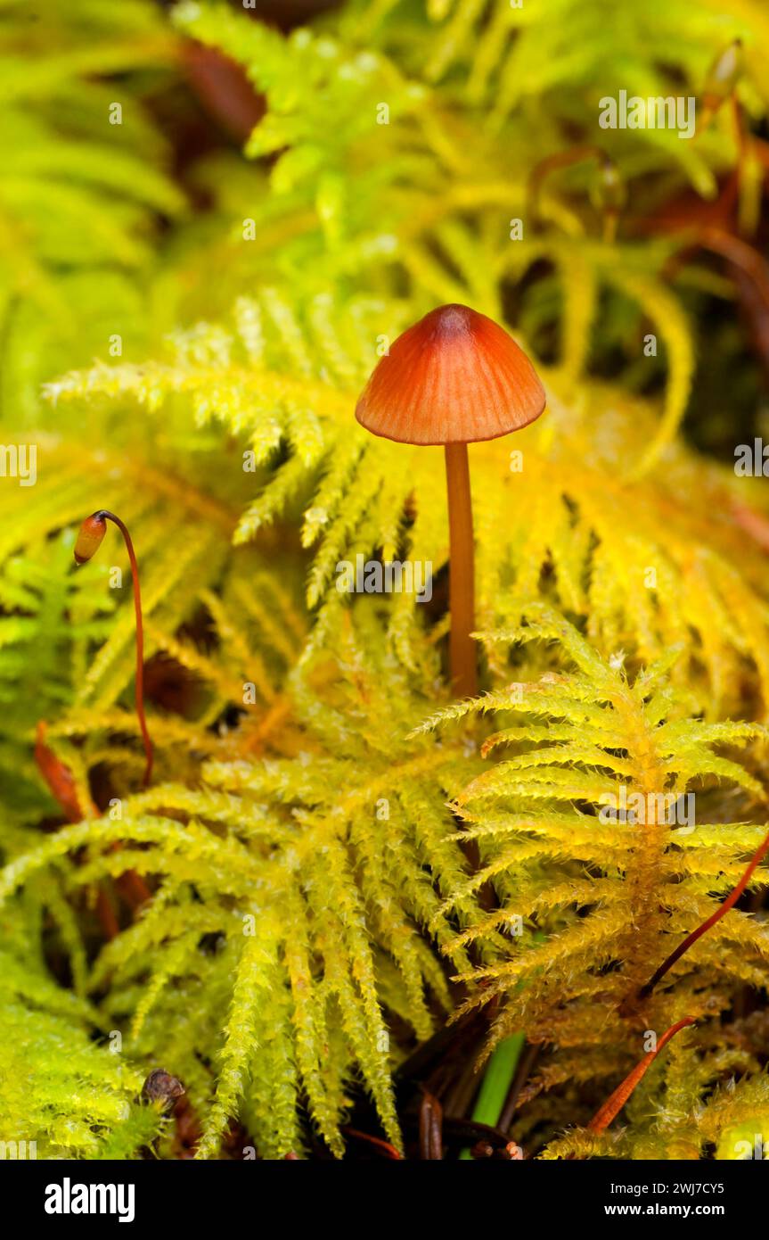 Mushroom in moss, Opal Creek Scenic Recreation Area, Willamette National Forest, Oregon Stock Photo