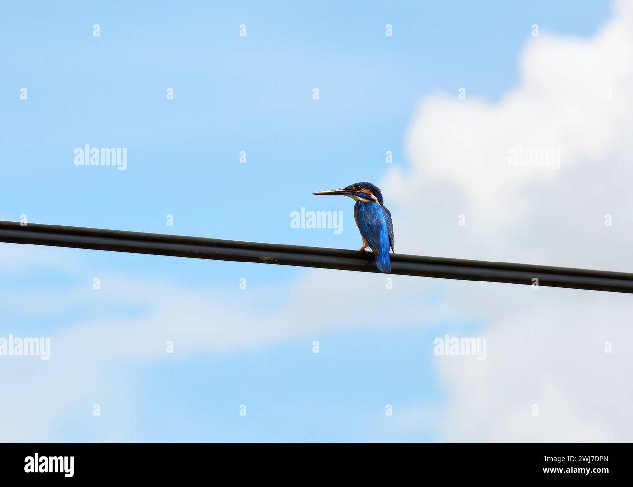Common kingfisher, Eisvogel, Martin-pêcheur d'Europe, Alcedo atthis taprobana, jégmadár, Srí Lanka, Asia Stock Photo