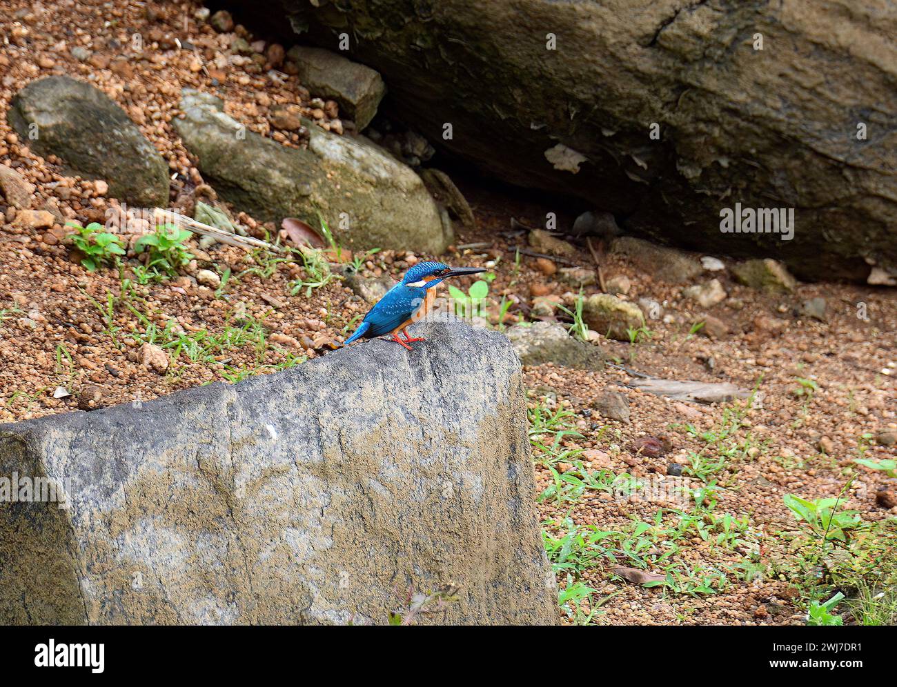 Common kingfisher, Eisvogel, Martin-pêcheur d'Europe, Alcedo atthis taprobana, jégmadár, Srí Lanka, Asia Stock Photo