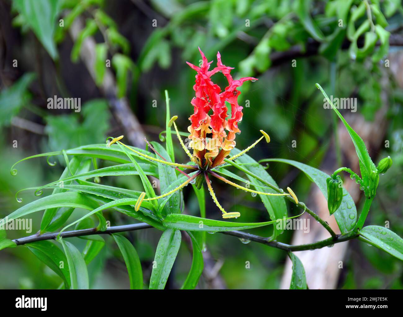 flame lily, climbing lily, creeping lily, glory lily, Ruhmeskrone, lis ...