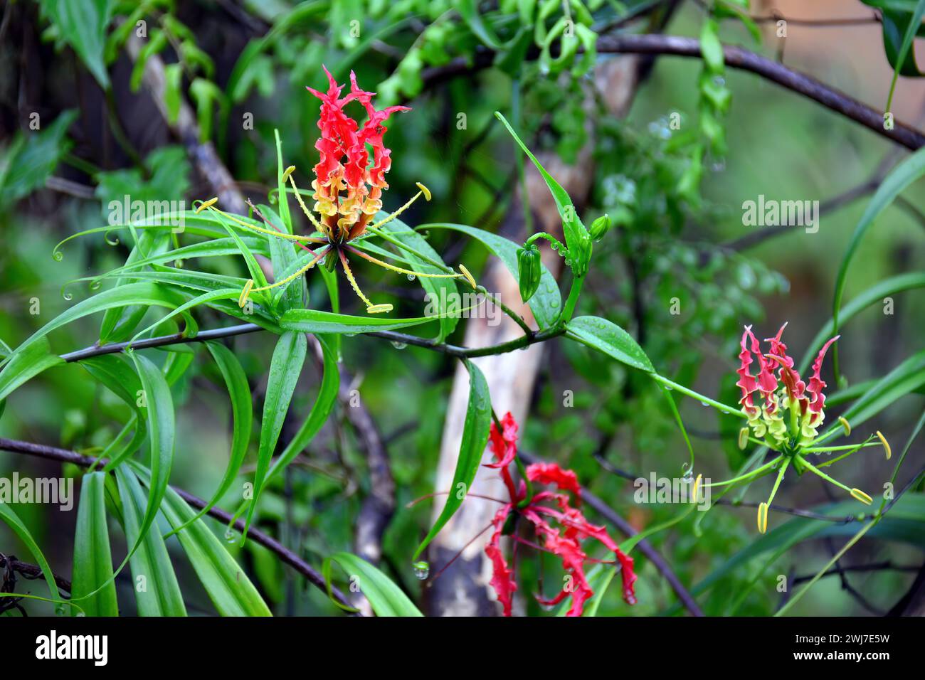 Gloriosa Rothschildiana Rote Ruhmeskrone - Exotische Kletterpflanze Rhizom 8-10cm