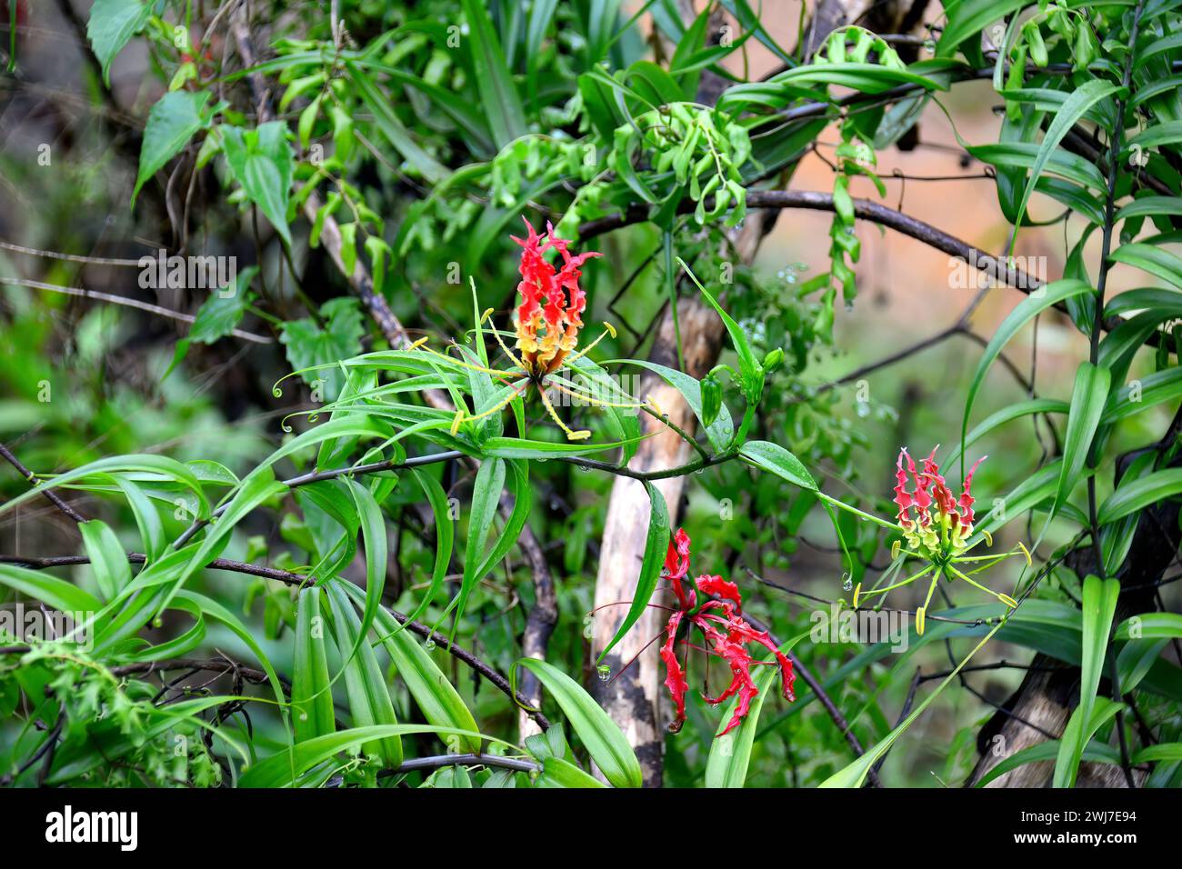 flame lily, climbing lily, creeping lily, glory lily, Ruhmeskrone, lis ...