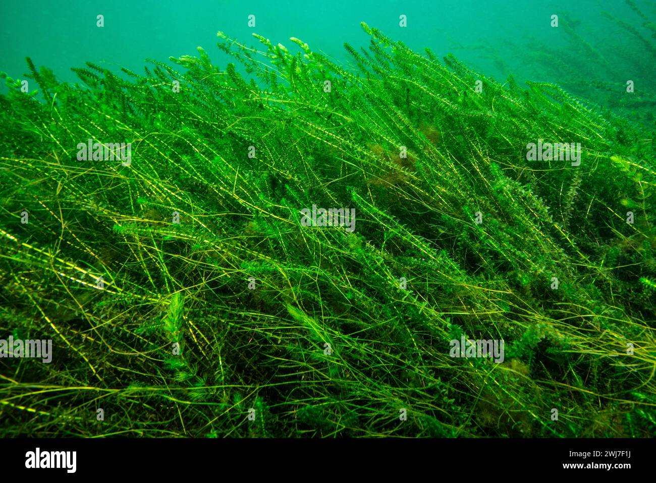 Canada waterweed underwater in the St. Lawrence River Stock Photo