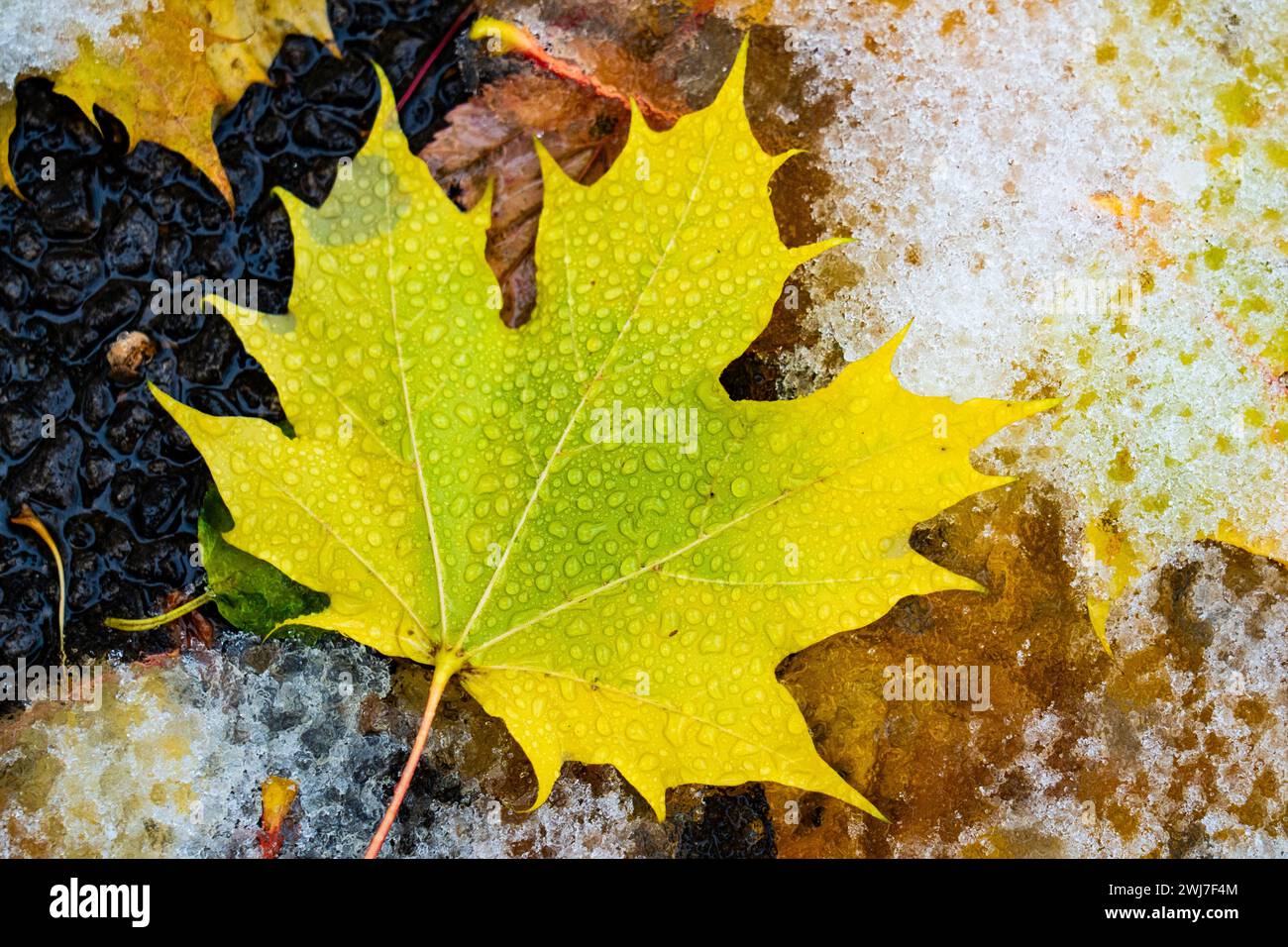 Beautiful maple leaves in autumn colors after the first snowfall. Stock Photo
