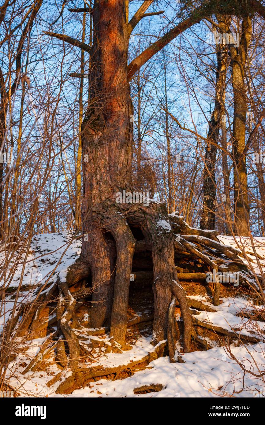 Thick tree roots growing hi-res stock photography and images - Alamy